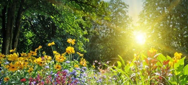 Prepare el suelo para la semilla de césped