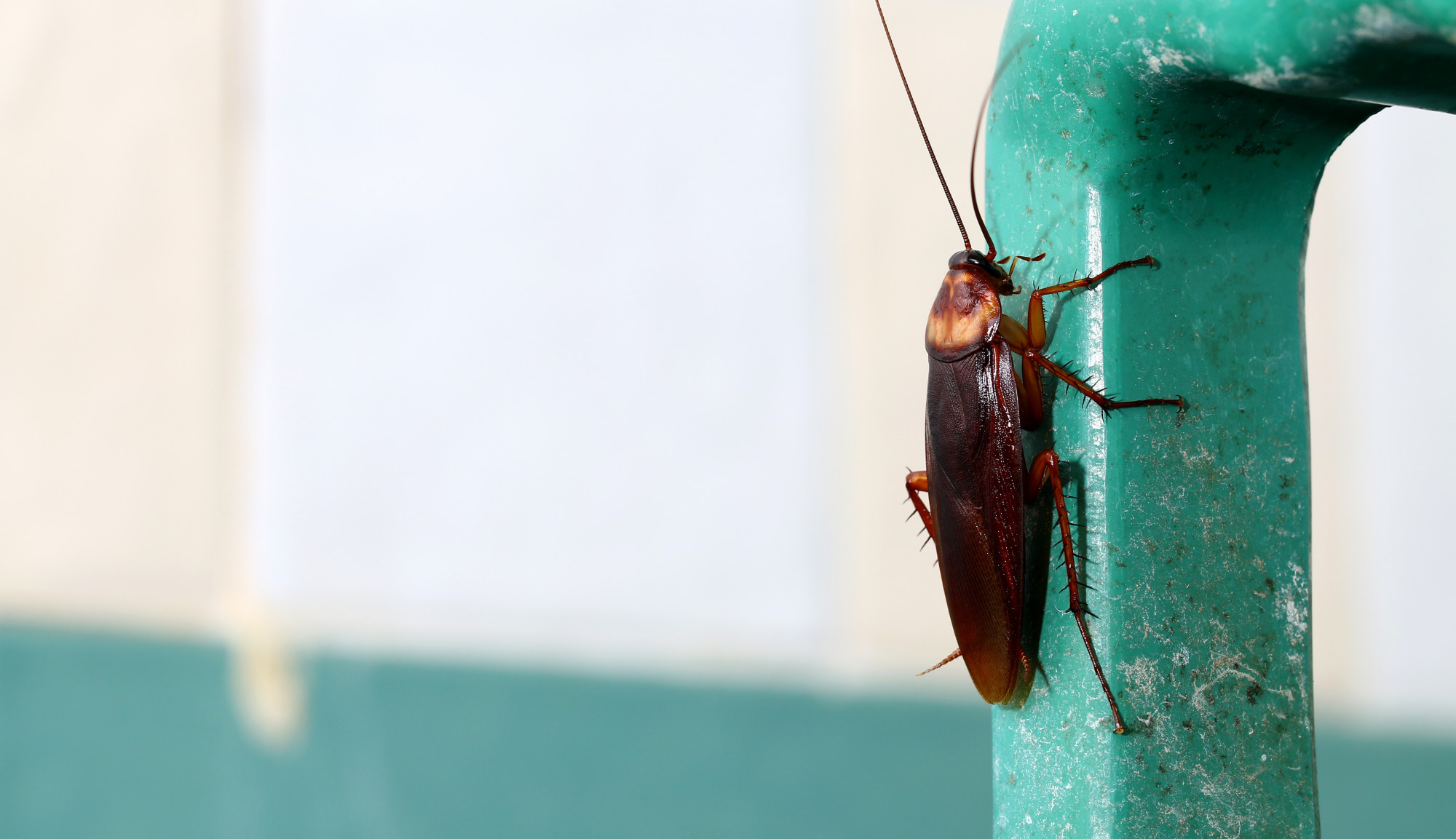 Signos distintivos de infestación de cucarachas que no debe ignorar