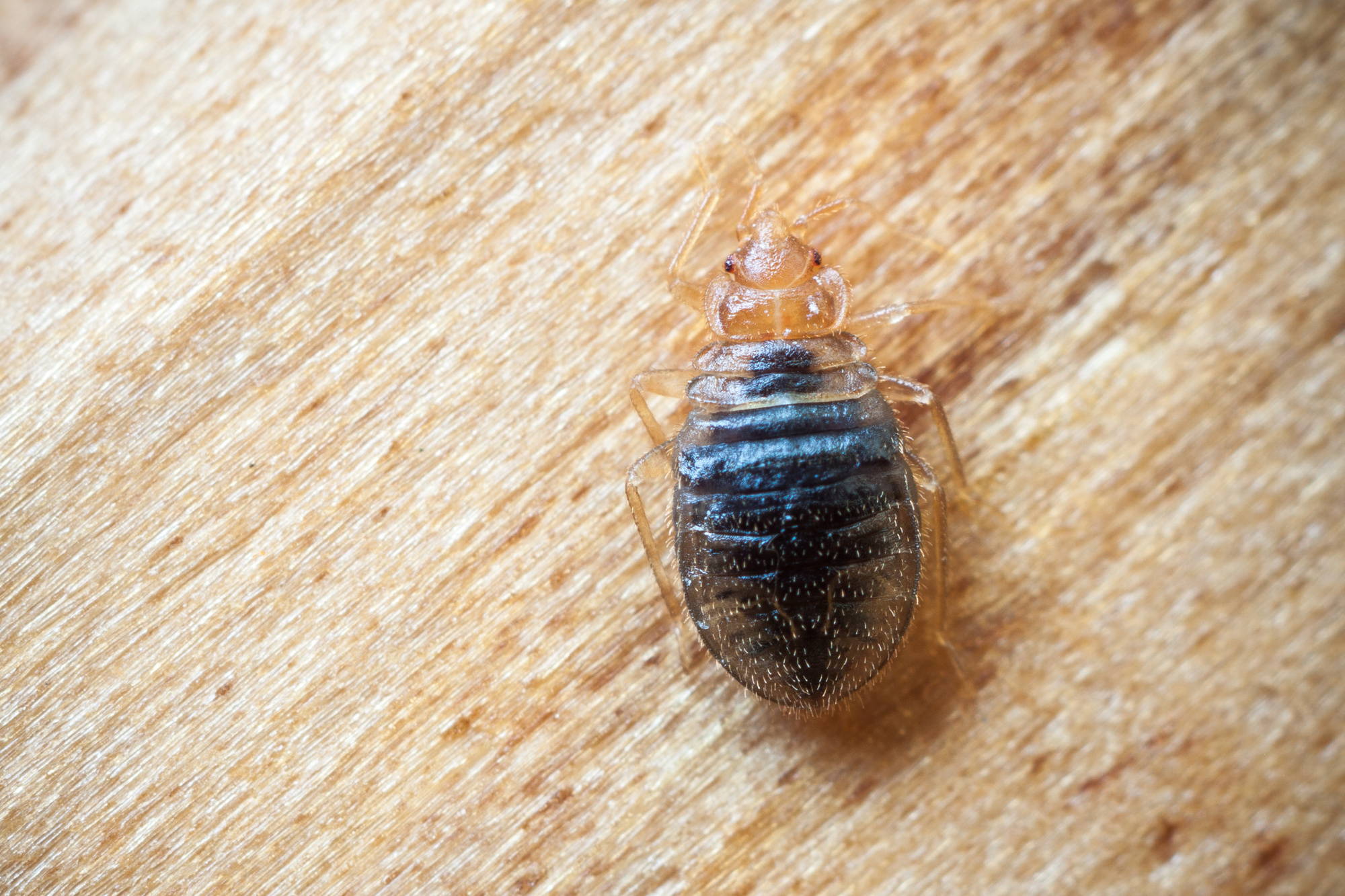 Chinches contra pulgas: ¿que plaga ataca mi hogar?
