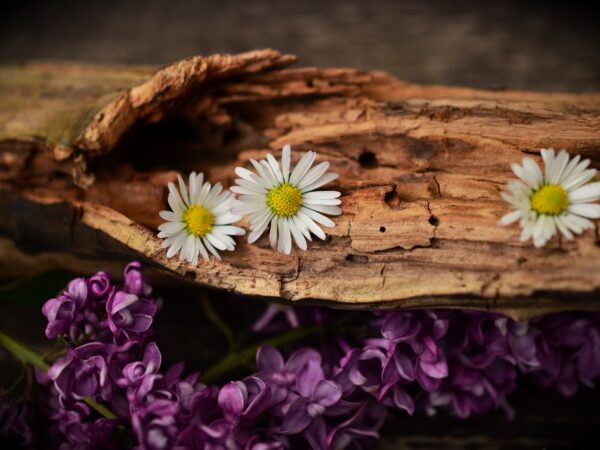 7 sorprendentes beneficios de comprar flores de madera