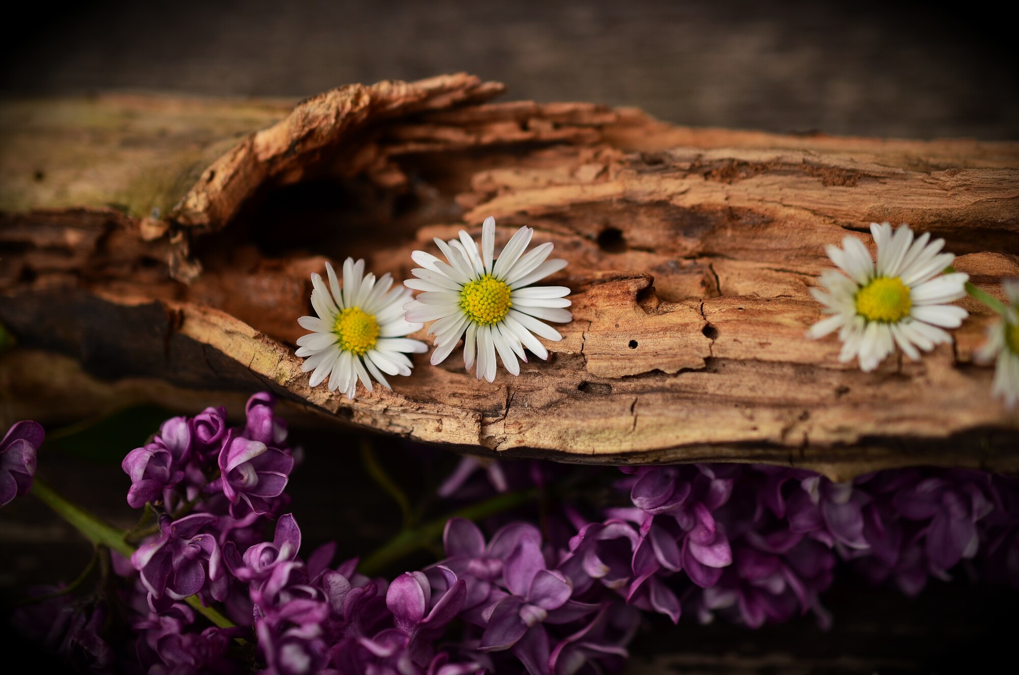 7 sorprendentes beneficios de comprar flores de madera