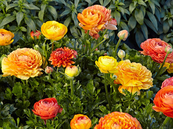 Cinco formas de seguir disfrutando de su jardín en invierno