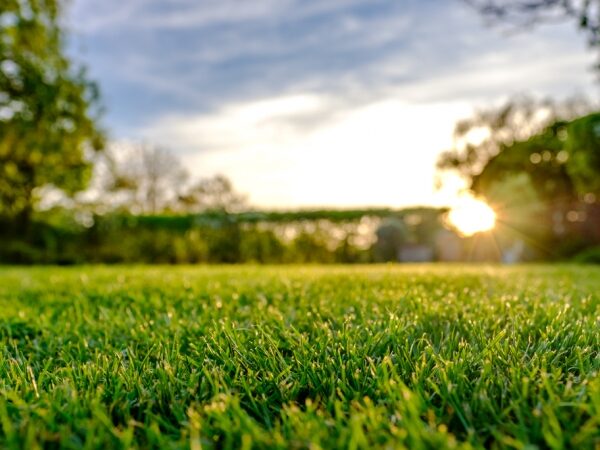 Cuidado del césped: lo que necesita y lo que no debe hacer