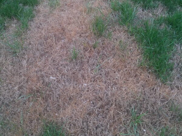 Hierba muerta: consejos para la recuperación, el tratamiento o la prevención