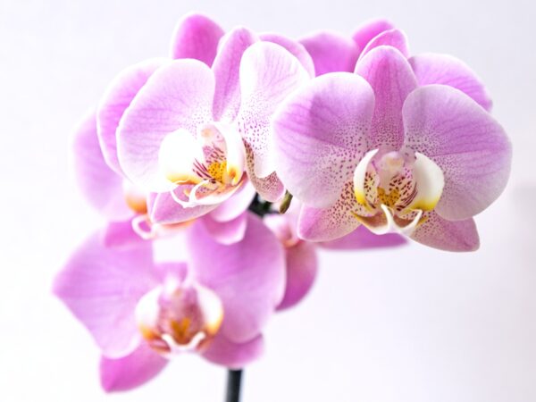 Las mejores flores para la decoración del hogar en 2021