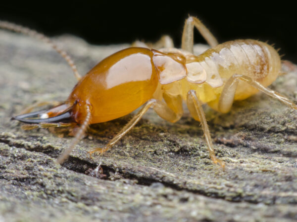 6 señales de advertencia de invasión de termitas seguras