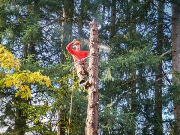 Las cualidades que debe buscar si desea contratar una empresa de remoción de árboles