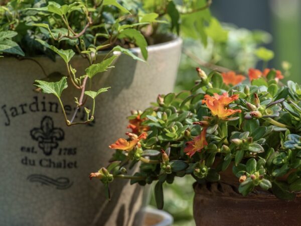 5 consejos de jardinería en macetas