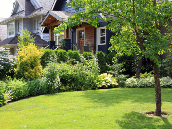 Arboles mas populares para jardines