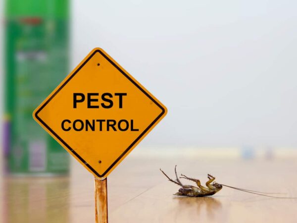 Cómo mantener a raya a los insectos: una guía para el control de plagas en Florida