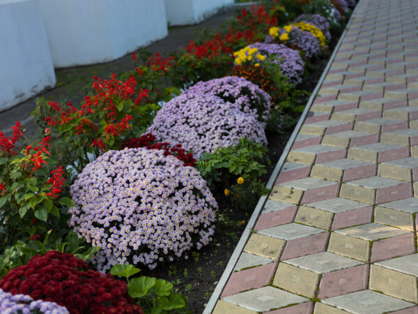6 ideas de jardinería para patios pequeños