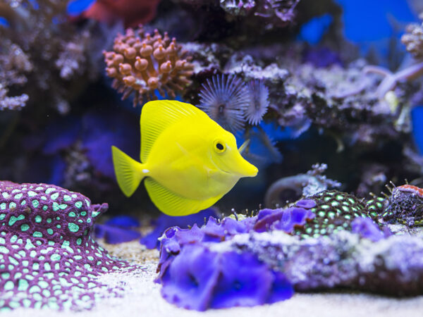 Cómo configurar un acuario casero
